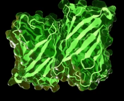 Principle and Protocol of Fluorescence Labeled Differential Analysis Gel Electrophoresis