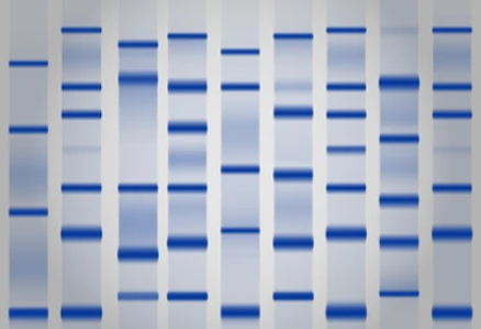 Protocol of Mass Spectrometry Identification of Gel Separated Samples