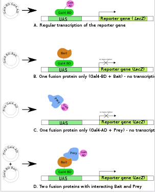 Principle and Protocol of Yeast Two-hybrid System