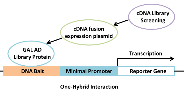 Principle and Protocol of Yeast One-hybrid Analysis