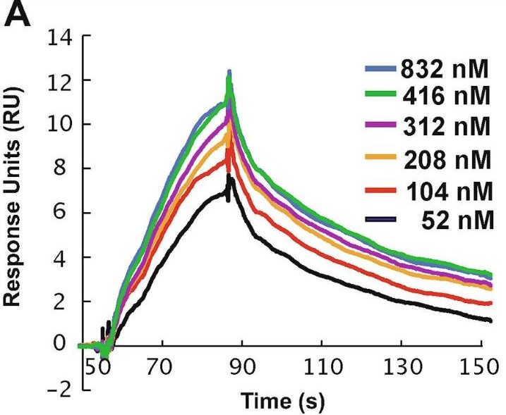 Fig3. SPR sensorgrams showing the dose-dependent binding of ketamine (52–823 nM)
to ERα.