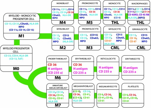 Myeloid cell differentiation -Schematic figure of myeloid differentiation.