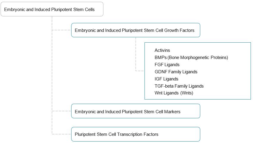 Embryonic and Induced Pluripotent Stem Cells