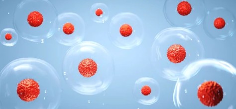 Overview of Trophoblast Stem Cell Markers