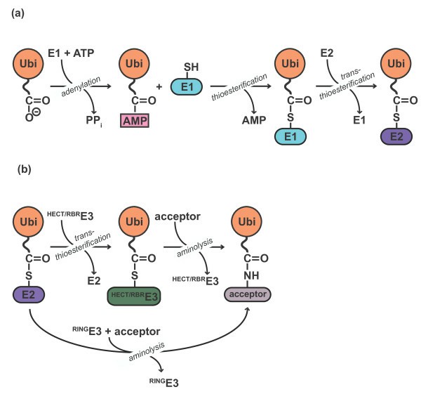 Ubiquitylation is a multistep reaction.