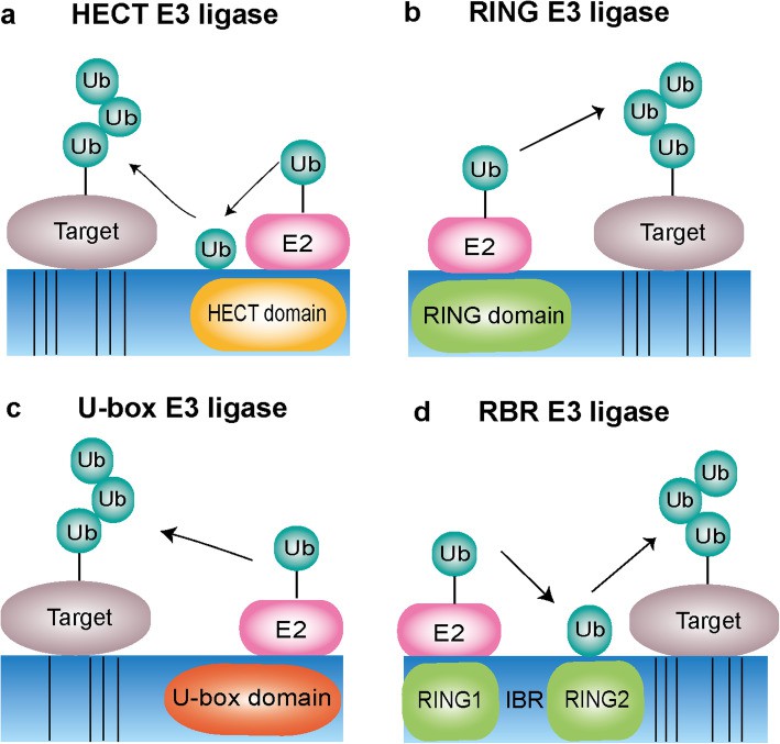 Types of ubiquitination ligases