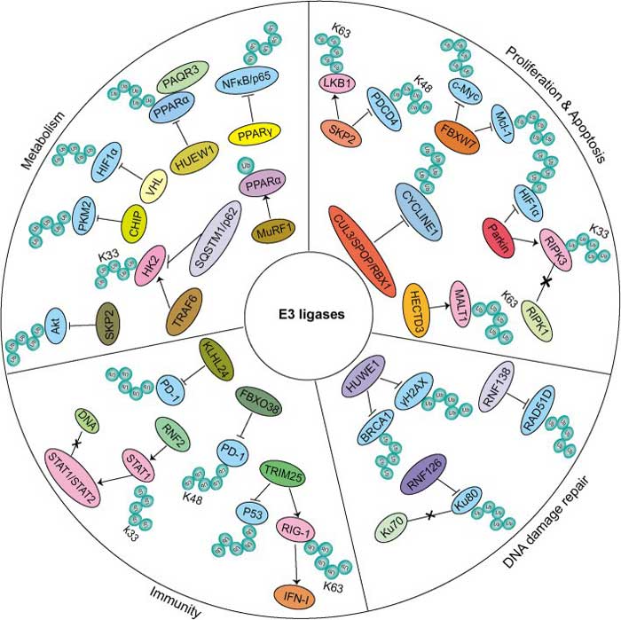 Multi-functions of E3 ligases