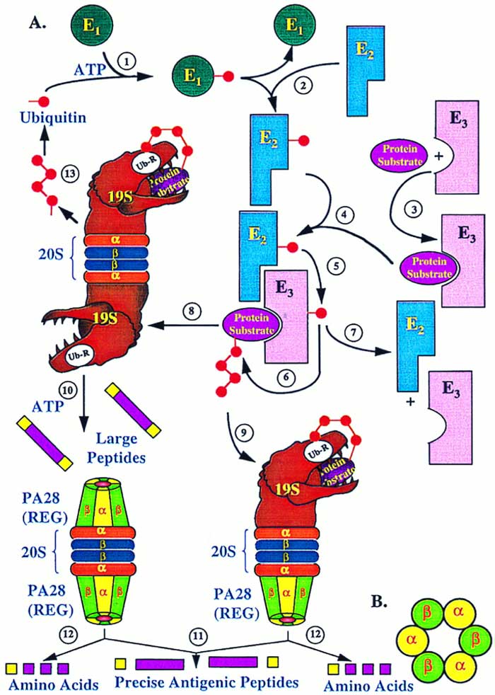 The ubiquitin-proteasome pathway
