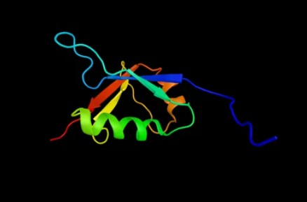 Ubiquitin-like Modifiers (UBLs) and Regulators - Creative BioMart 