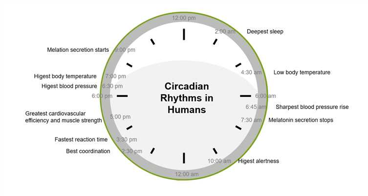 Circadian Rhythm Molecules - Creative BioMart 