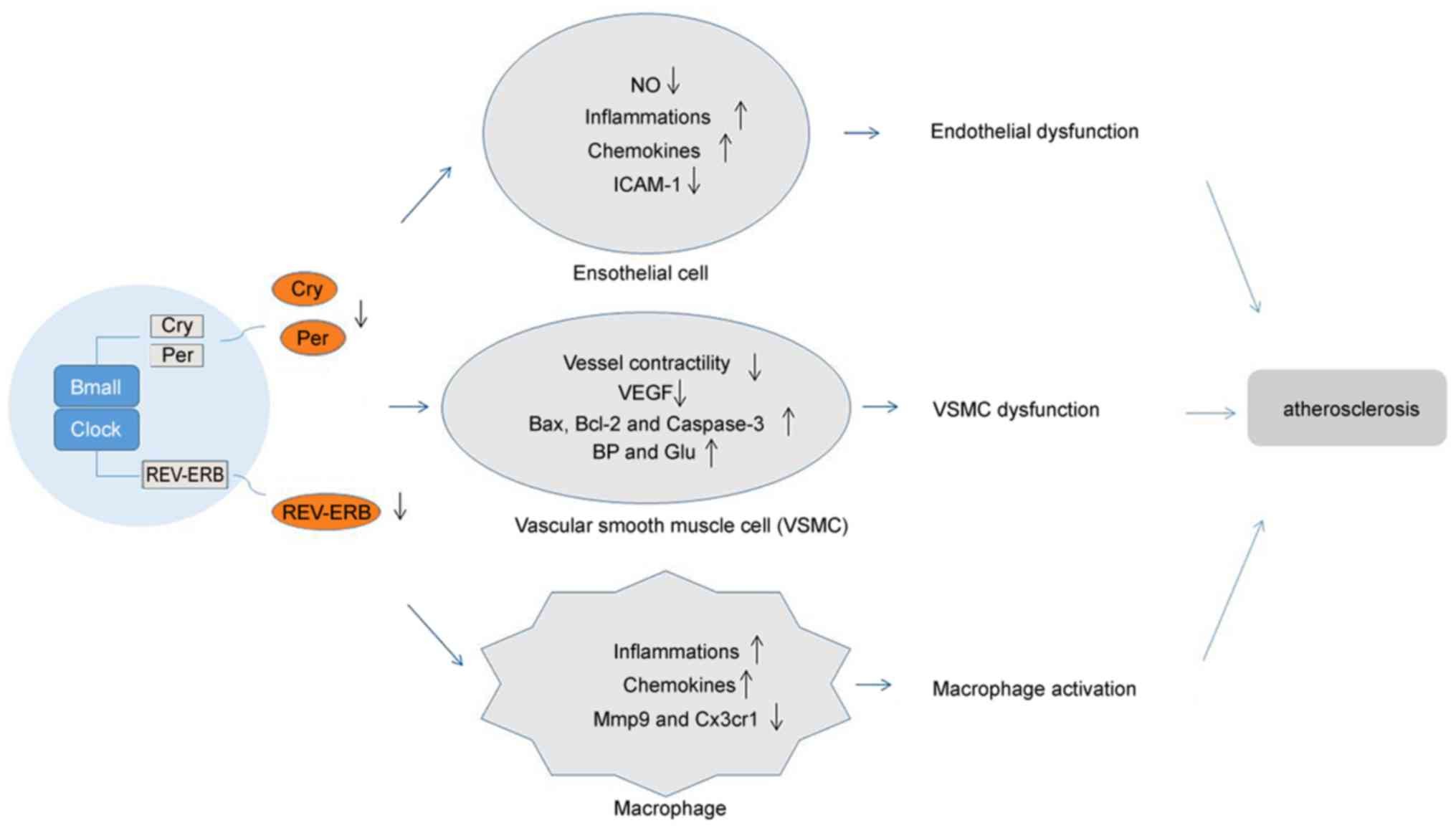 The circadian clocks exerts effects on endothelial cells, vascular smooth muscle cells, and macrophages and may have potential roles in atherosclerosis. 