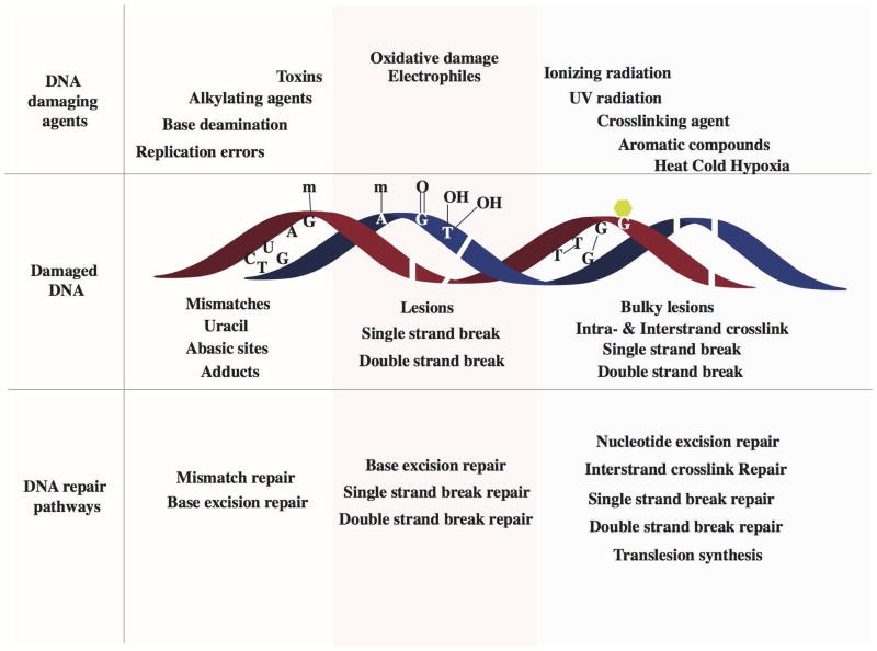 Schematic of various DNA damage-induced DNA repair pathways. 