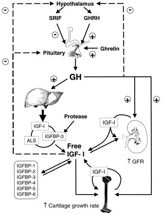 The somatotropic axis