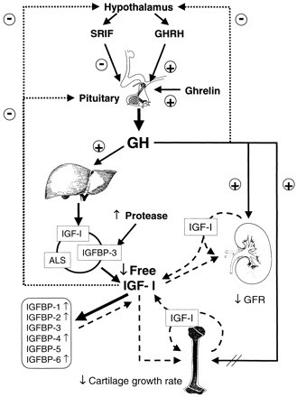 Deranged somatotropic axis in chronic renal failure