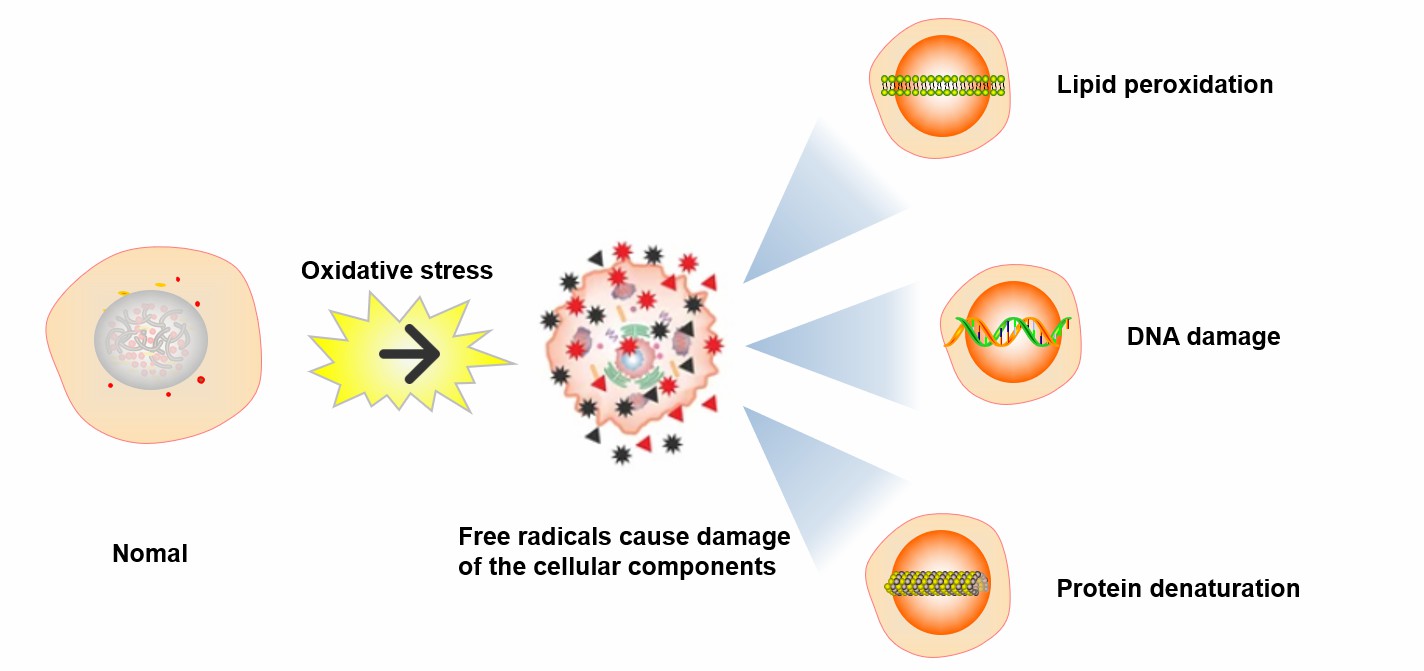 ROS and Stress Resistance - Creative BioMart