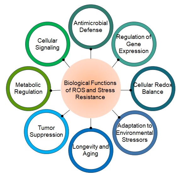 Biological Functions of ROS and Stress Resistance - Creative BioMart