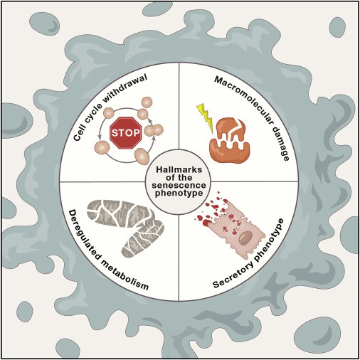 The hallmarks of the senescence phenotype 