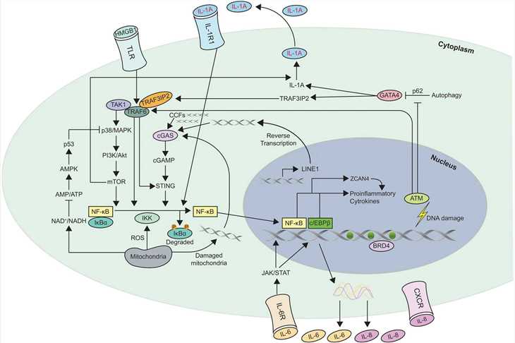 Schematic of the different mechanisms involved in senescence-associated secretory phenotype (SASP) regulation. 