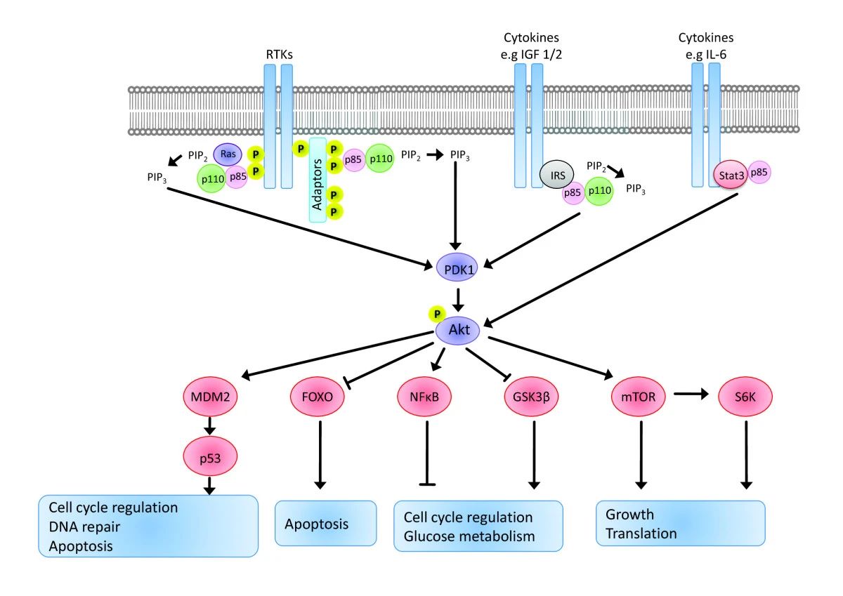 Signaling from receptor tyrosine kinases to Akt is mediated by PI3kinase regulatory subunits and adaptor molecules that activate PI3K, which in turn converts PIP 2 to PIP 3.