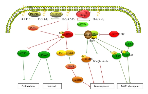 The primary phosphatases function as tumor suppressors and their signaling pathways.