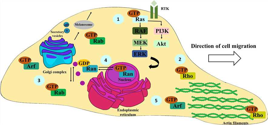 Schematic representation of the most important functions of Ras, Rho, Rab, Ran, and Arf family members. Ras proteins are mainly involved in the activation of the Ras/RAF/MEK/ERK and PI3K-Akt signaling pathways, fundamental for cell survival, proliferation, and differentiation; receptor tyrosine kinase (RTK).