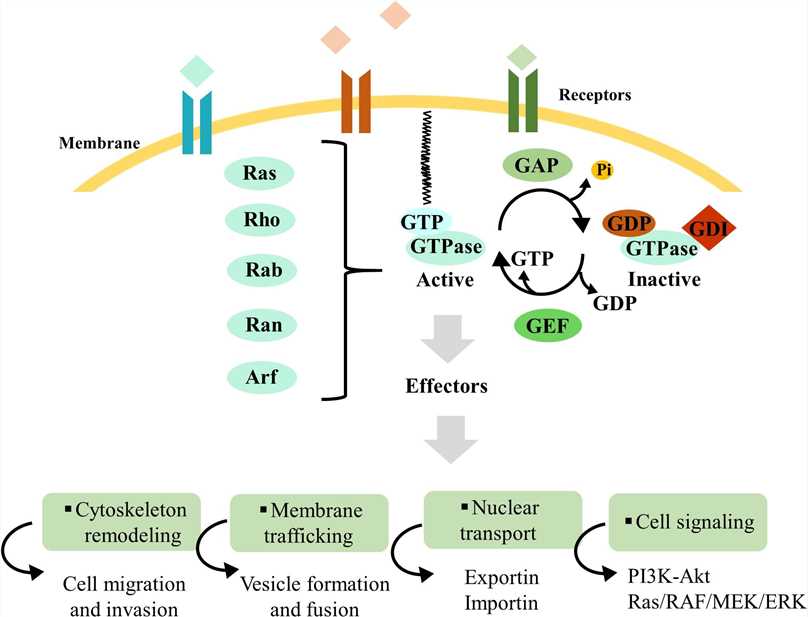 Overview of Ras superfamily small GTPase regulation. Ras superfamily protein regulation mechanisms and downstream interaction with effectors, which control cytoskeleton remodeling, membrane traffic, nuclear transport, and cell signaling.