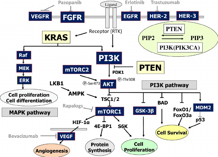 RTK (Receptor tyrosine kinases)/RAS/PI3K/AKT/mTOR signaling pathway.