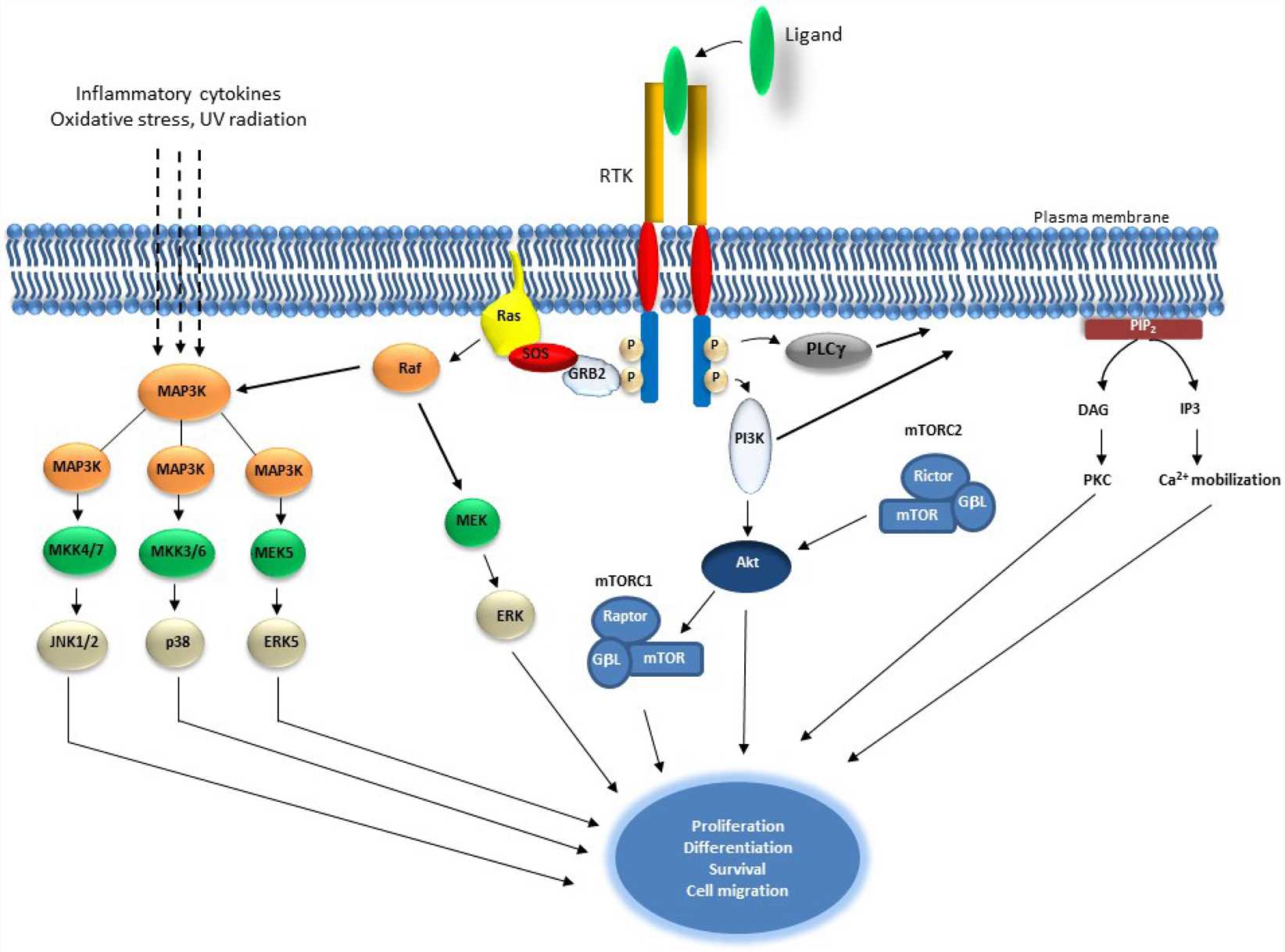 Schematic representation of Receptor Tyrosine Kinase and downstream signaling pathways.