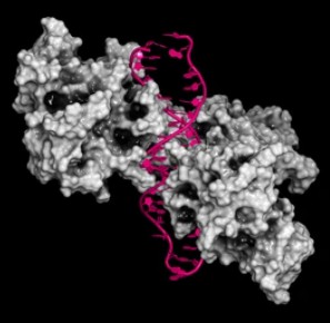 NF-kB (nuclear factor kappa-light-chain-enhancer of activated B cells) protein complex - Creative BioMart 