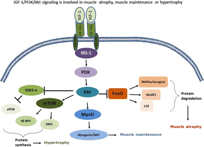 The IGF-1-Akt axis controls both protein synthesis and protein degradation. 