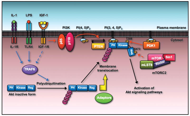 Akt membrane localization and activation is regulated by ubiquitination of Akt. 