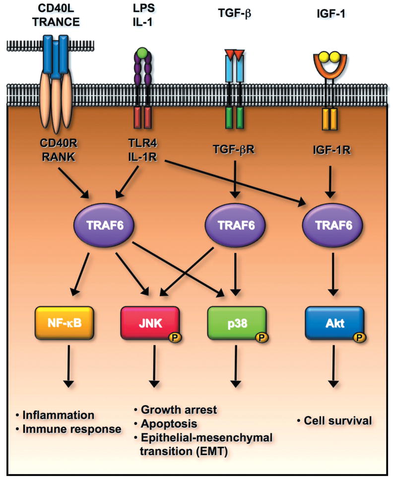 TRAF6 E3 ligase regulates multiple signal transduction pathways.