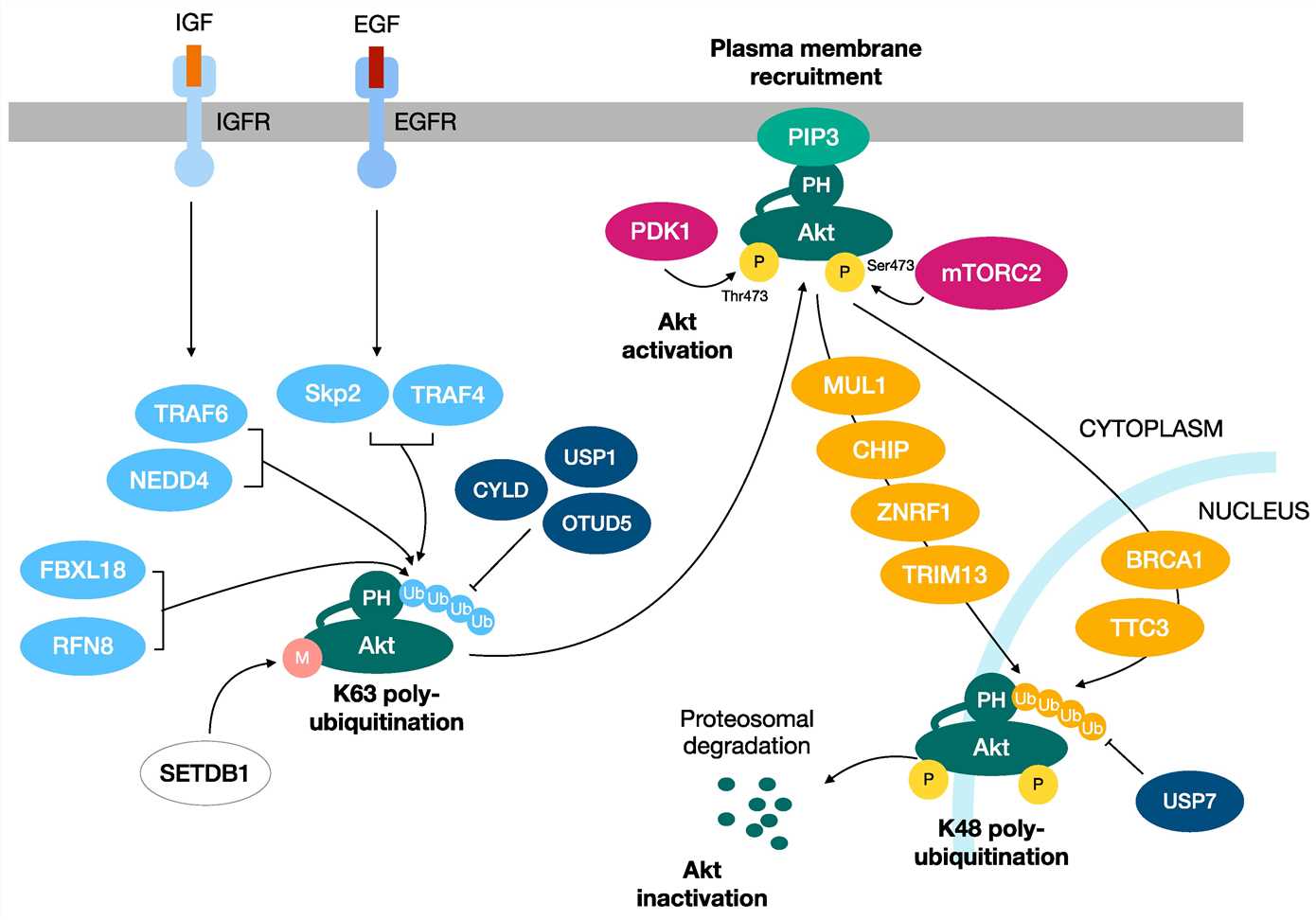 Two distinct ubiquitination processes regulate the activation and inactivation of Akt kinase.