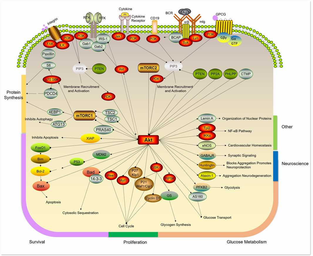 Akt Pathway - Creative BioMart