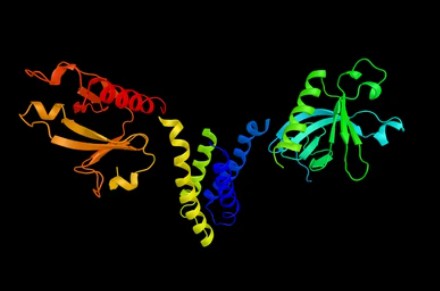 Adaptor Proteins - Creative BioMart 