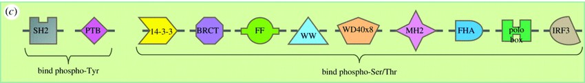 Phospho-tyrosine and phospho-serine/threonine binding domains. 