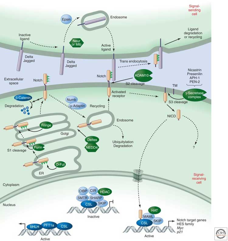 Notch Pathway