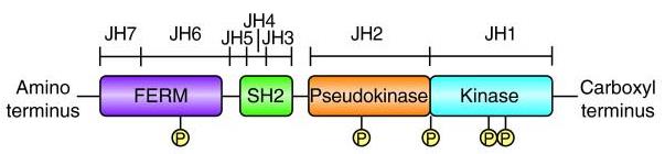 A schematic representation of the primary structure of Janus kinases (Jaks). 