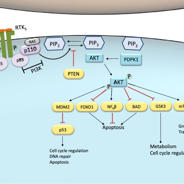 JAK-STAT pathway activation and its negative regulators. 
