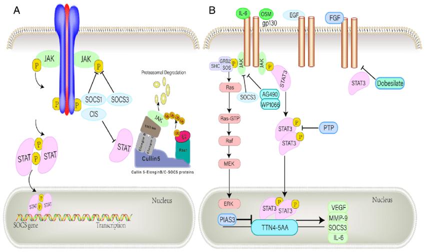 Negative regulation of the JAK/STAT pathway