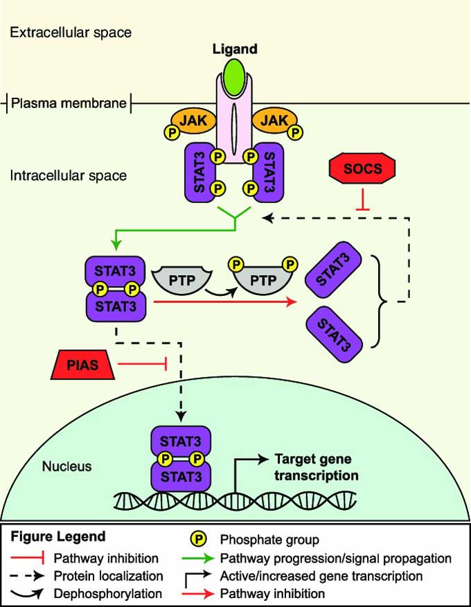 JAK/STAT signaling pathway 