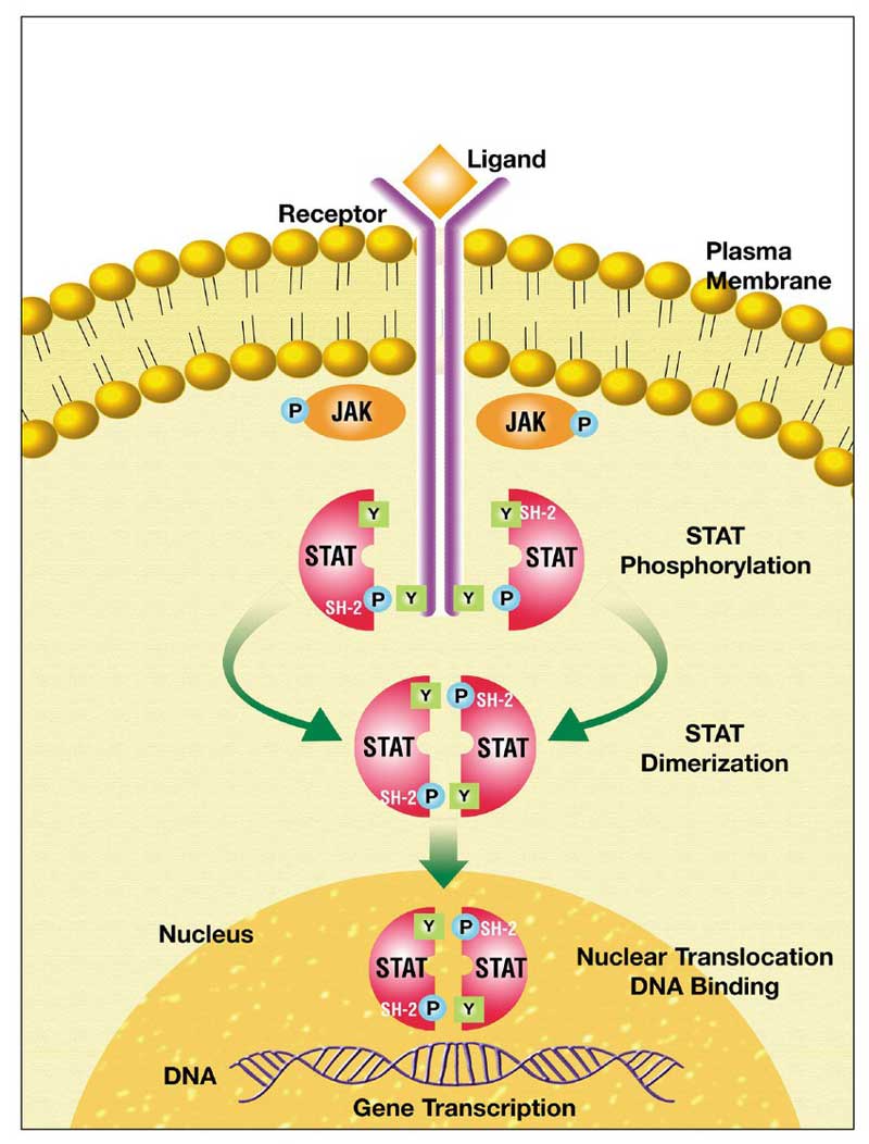 JAK/STAT signaling pathway