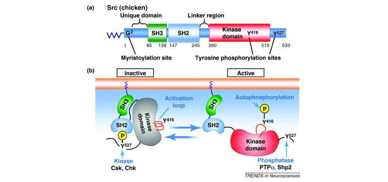 Src family kinases (SFKs). 