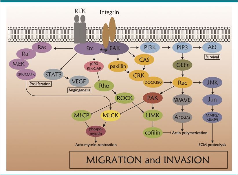 Src signaling in cancer invasion.