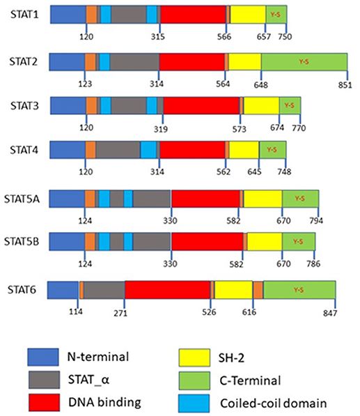 Domain structures of the STAT family members. N-terminal is required for protein interactions, SH-2 domains are required for dimerization, both the N-terminal and SH-2 domains mediated homo or heterodimer formation. Coiled-coil domains are required as a nuclear localization signal for activation. Y-S within the C-terminal are the phosphorylation sites.