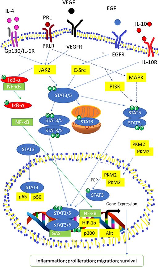 Activated STAT3/5 signaling pathway by IL-6 receptor, Prolactin (PRL) receptor, VEGF Receptor, EGF Receptor, and IL-10 receptor.