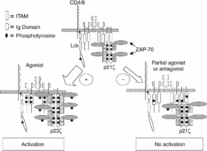 A model depicting TCR-mediated ζ chain phosphorylation.