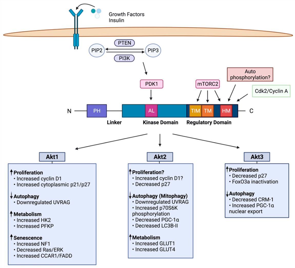 AKT isoforms domain structure and somatic mutations reported in breast cancer. 