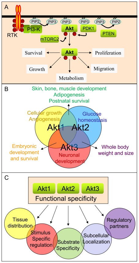 Regulation of Akt signaling.