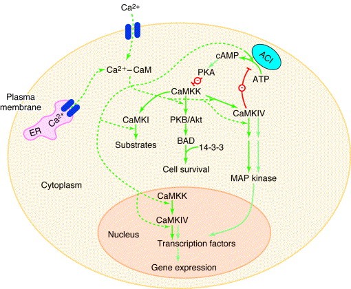 The Ca2+-calmodulin-dependent protein kinase cascade.